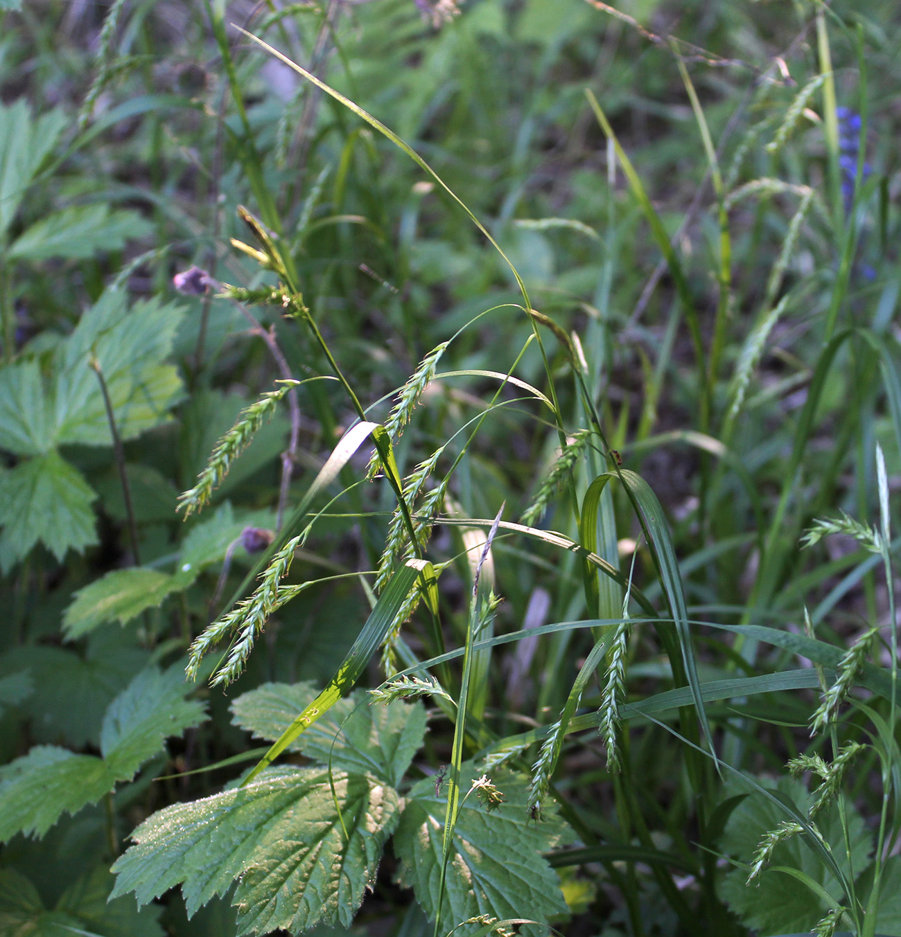 Изображение особи Carex sylvatica.