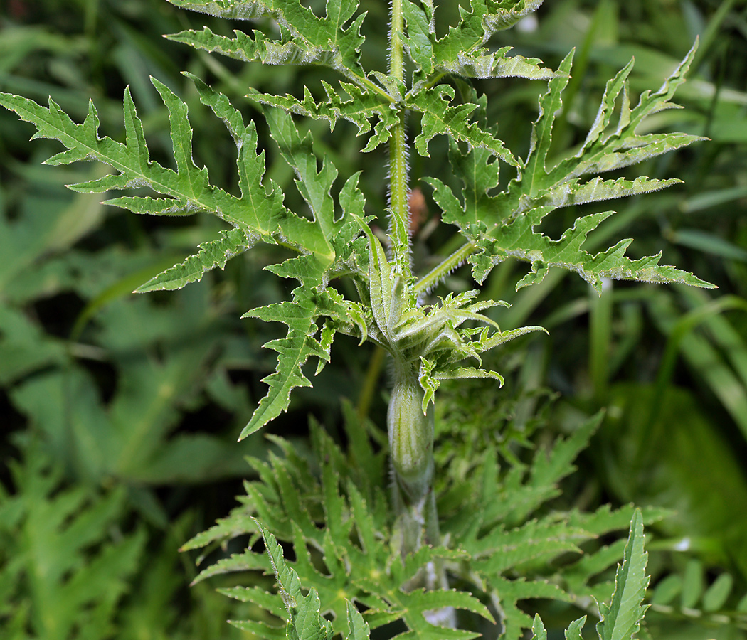 Изображение особи Heracleum sibiricum.