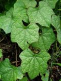Menispermum dauricum. Листья. Приморье, окр. г. Находка, мыс Гранитный, у тропы на вершине. 11.06.2016.