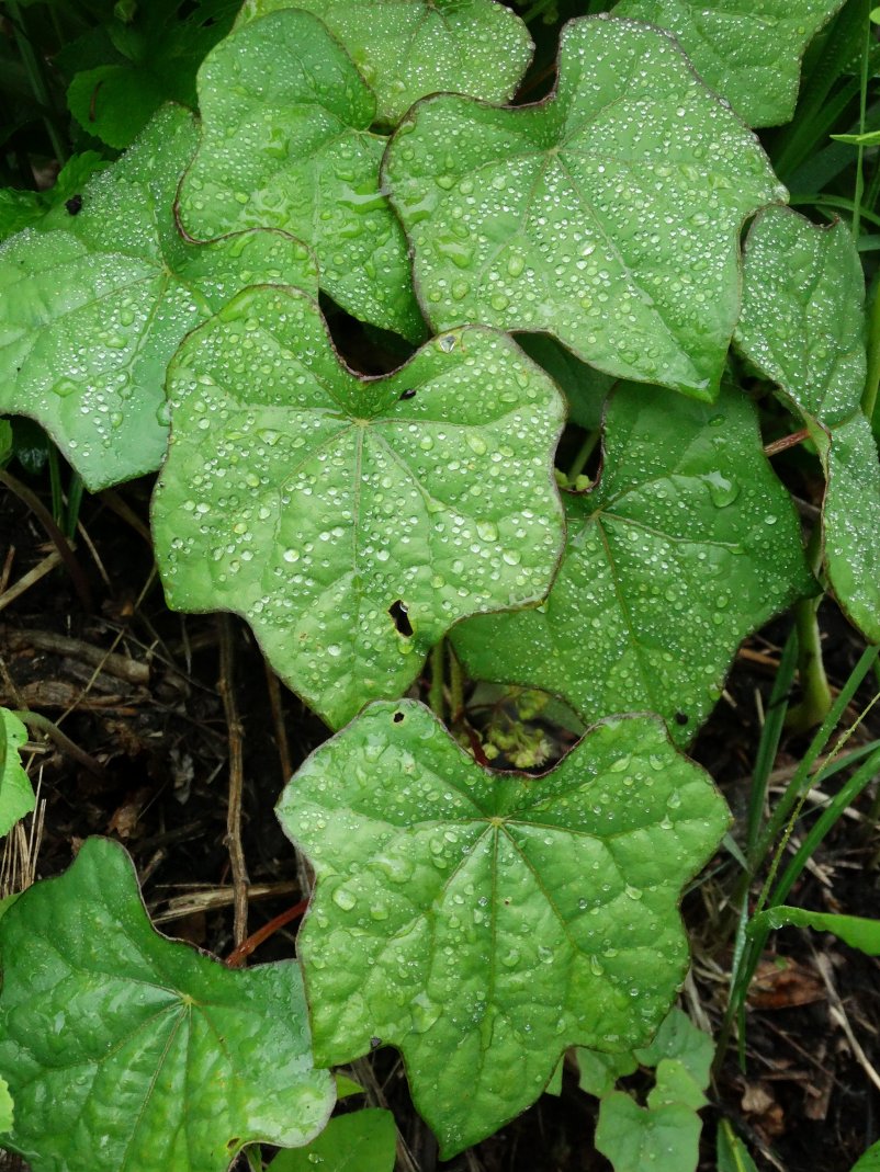 Изображение особи Menispermum dauricum.