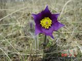Pulsatilla multifida. Цветок. Красноярский край, Новоселовский р-н, с. Куртак. 08.05.2016.