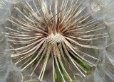 Tragopogon dubius ssp. major