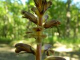 Orobanche laxissima