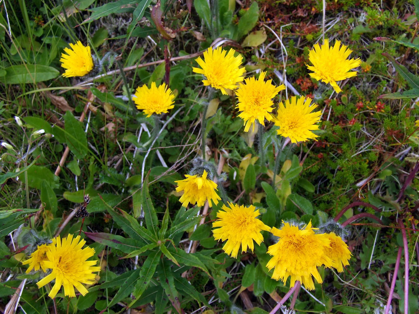 Image of genus Hieracium specimen.