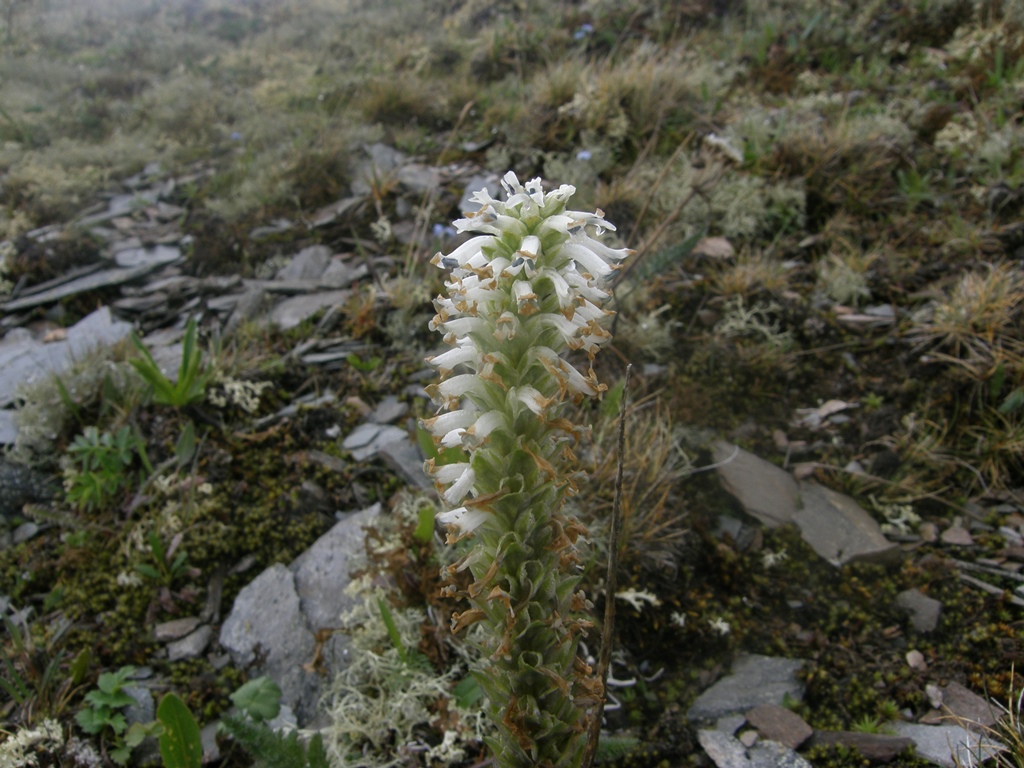 Изображение особи Lagotis integrifolia.