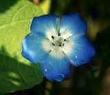 Nemophila menziesii