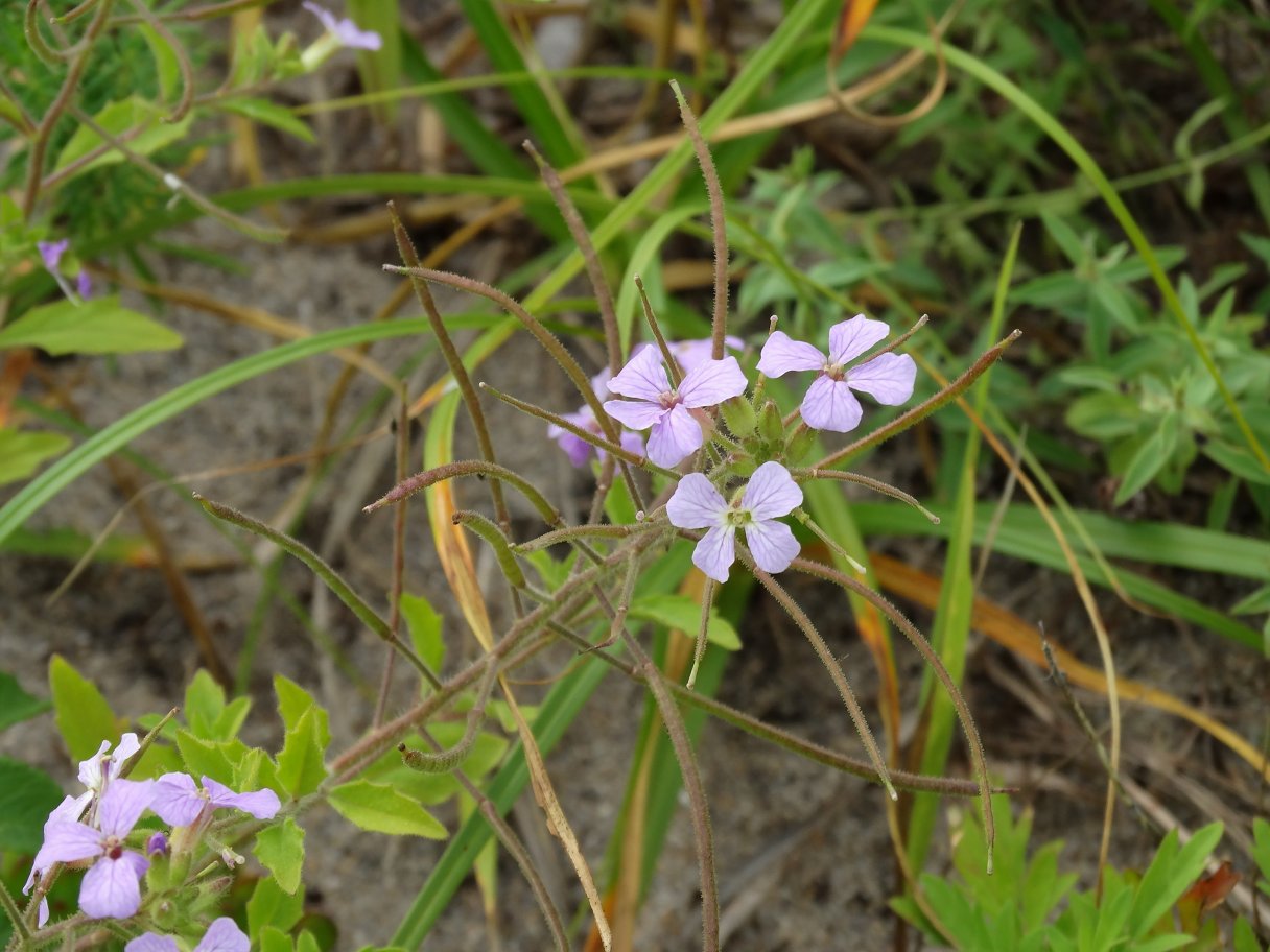 Изображение особи Dontostemon hispidus.