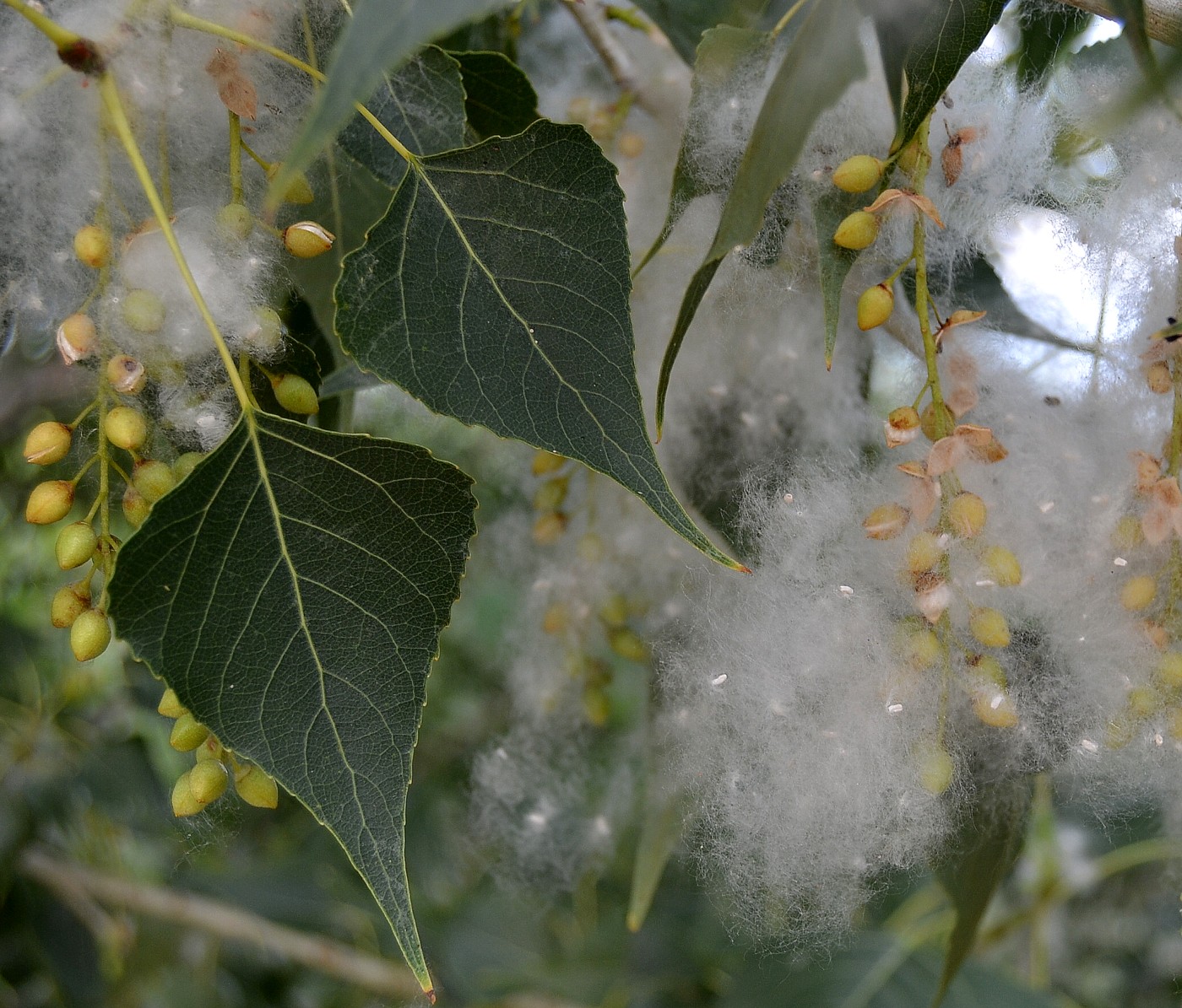 Изображение особи Populus nigra.