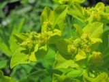 Euphorbia eugeniae