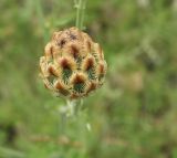 Centaurea orientalis