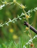 genus Lappula. Часть побега с незрелыми плодами. Республика Алтай, Чемальский р-н, правый берег р. Катунь, каменистый луг. 26.07.2009.