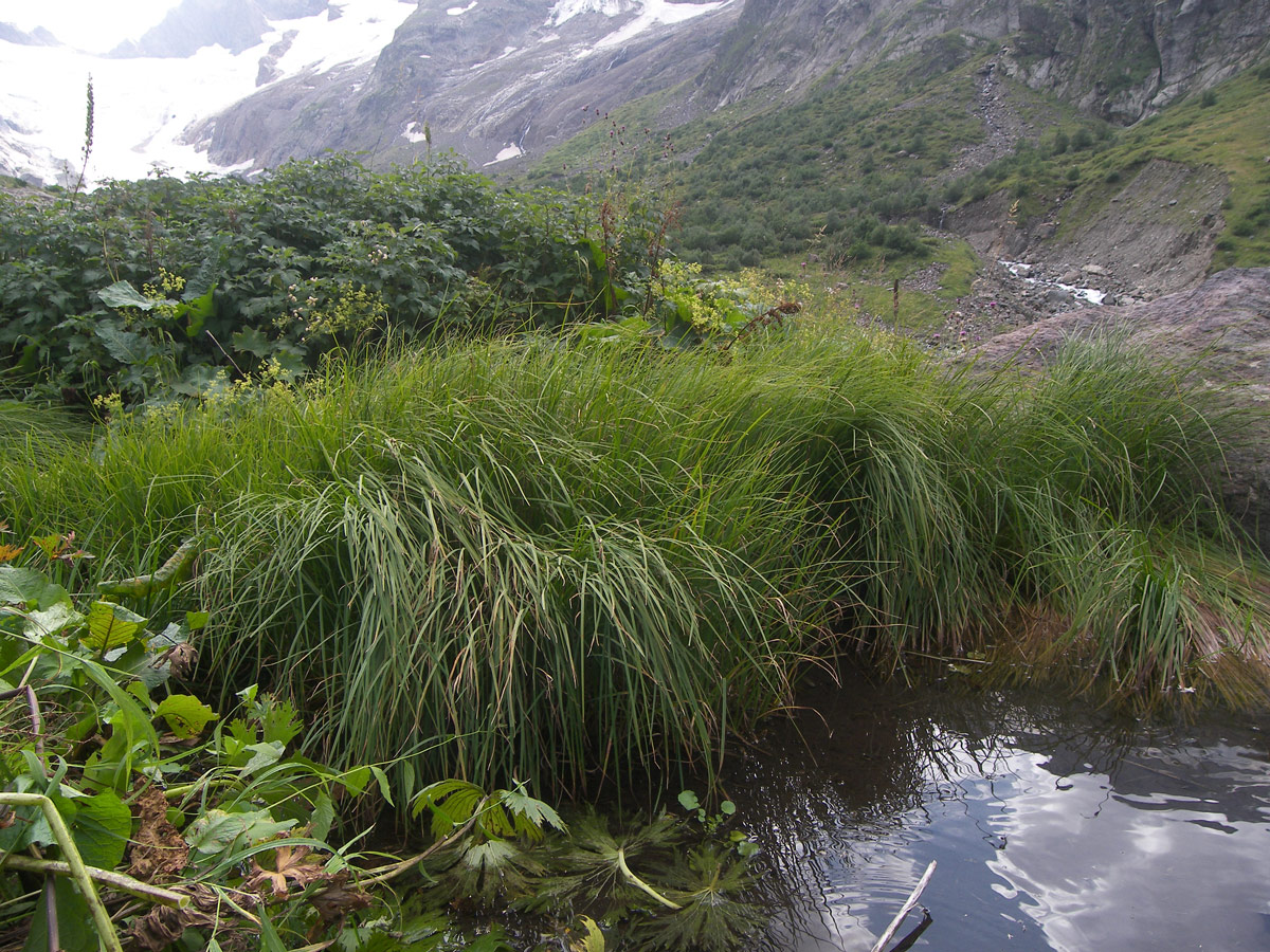 Image of Carex kotschyana specimen.