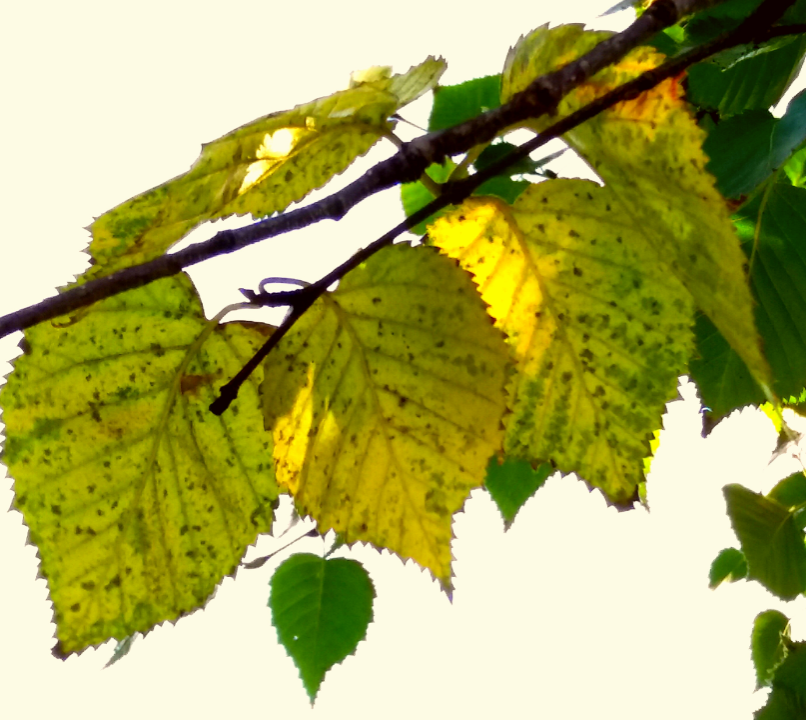 Image of Betula kamtschatica specimen.