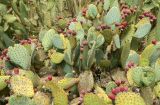 Opuntia robusta. Плодоносящее растение. Испания, Андалусия, провинция Малага, г. Бенальмадена, парк La Paloma. Август.