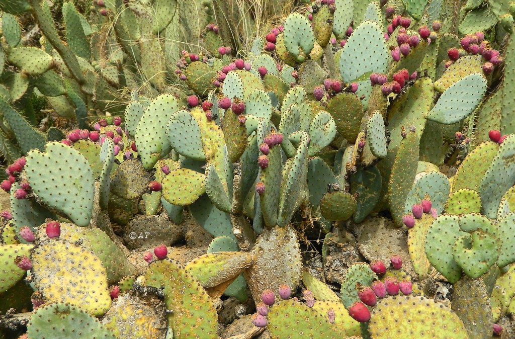 Image of Opuntia robusta specimen.