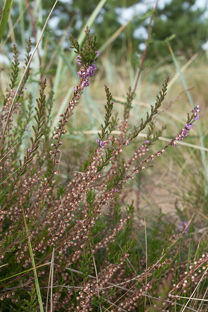 Image of Calluna vulgaris specimen.