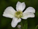 Clematis hexapetala. Цветок. Приморский край, окр. г. Находка, гора Американка, известняковый каменистый склон. 19.06.2016.