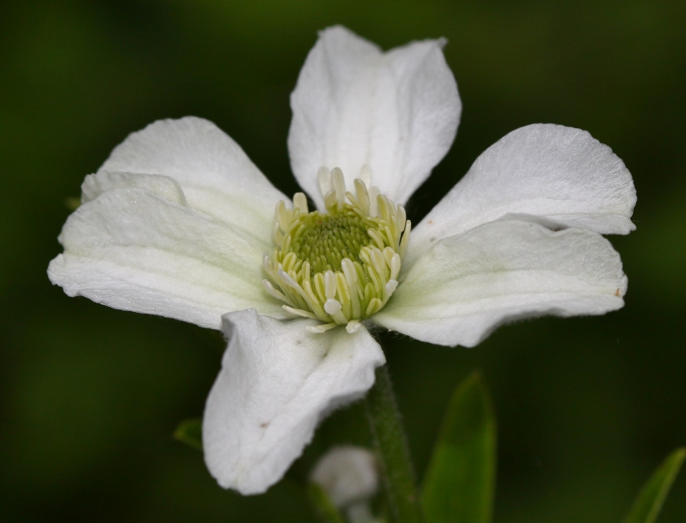 Image of Clematis hexapetala specimen.