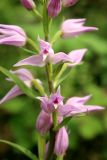 Cephalanthera rubra. Часть соцветия. Пермский край, Кишертский р-н, окр. дер. Частые, заказник \"Предуралье\", смешанный лес. 18.06.2015.