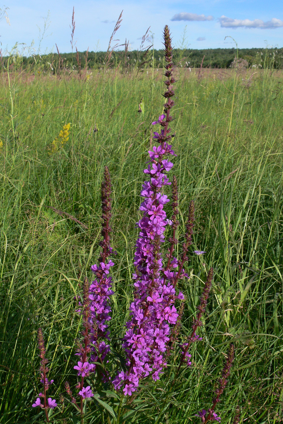 Изображение особи Lythrum salicaria.