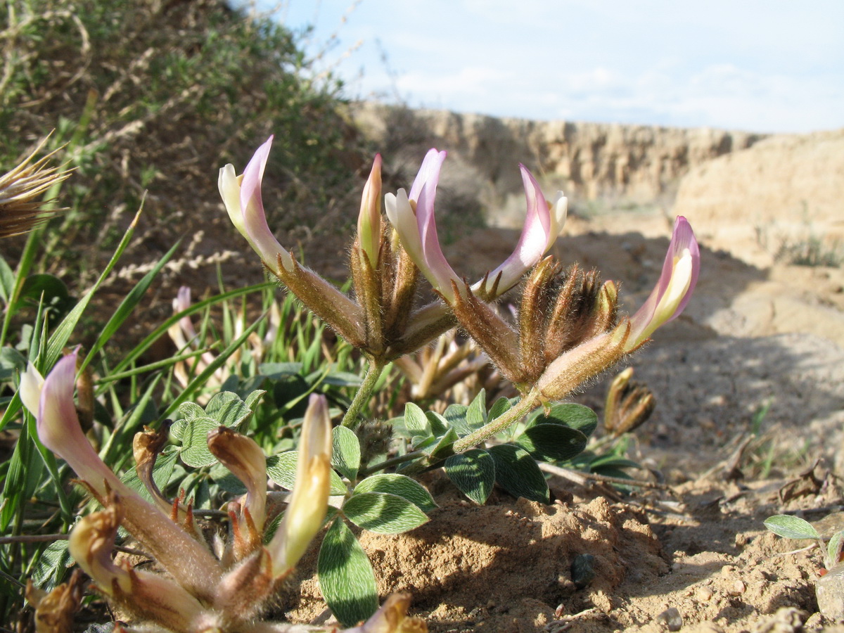 Изображение особи Astragalus neo-popovii.