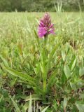 Dactylorhiza majalis