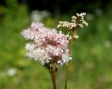 Filipendula palmata