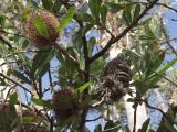 Banksia serrata. Часть ветви с соцветиями и засохшим соплодием. Австралия, Новый Южный Уэльс, национальный парк \"Blue Mountains\" (\"Голубые Горы\"), эвкалиптовый лес. 04.05.2009.