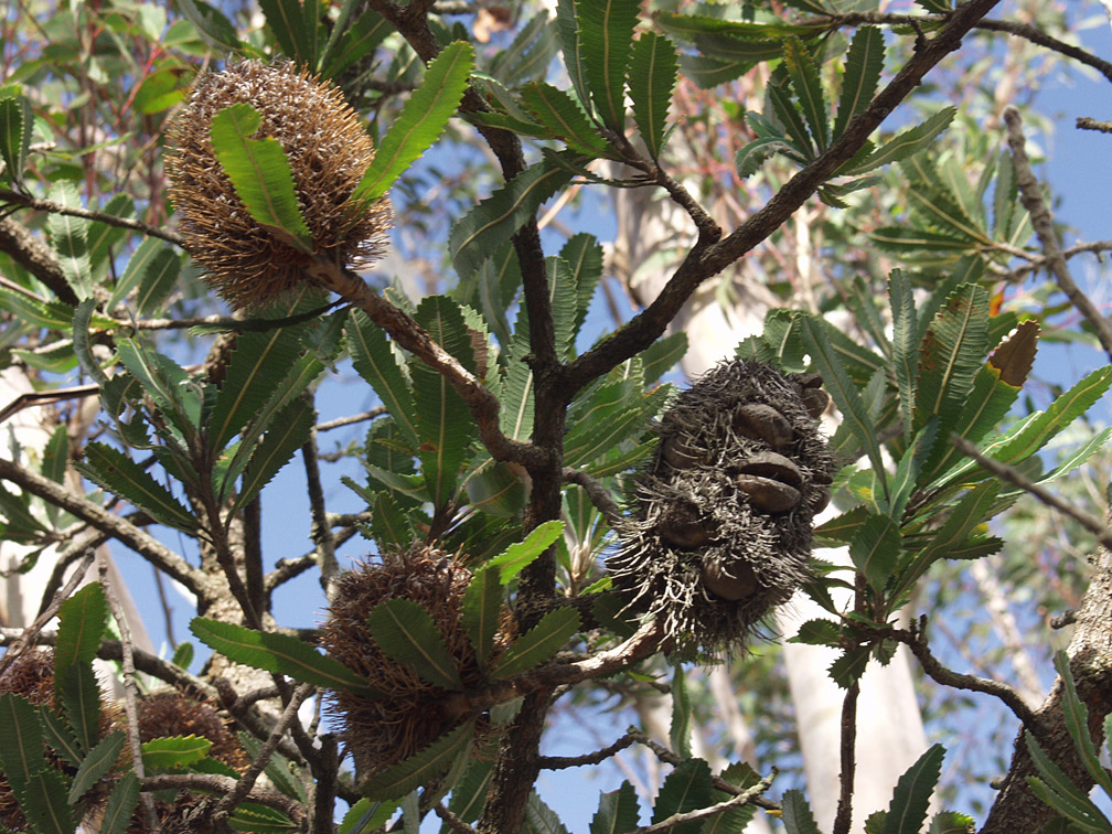 Изображение особи Banksia serrata.