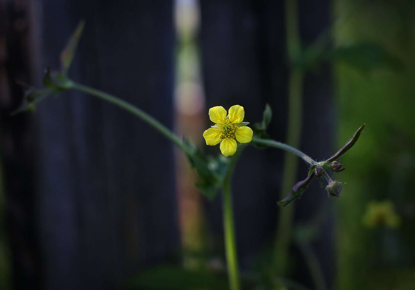 Image of Geum urbanum specimen.