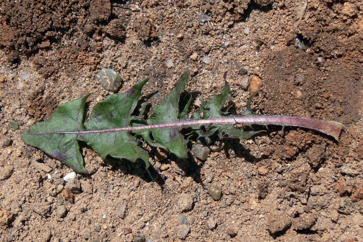 Изображение особи Taraxacum mongolicum.