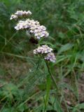 Achillea millefolium