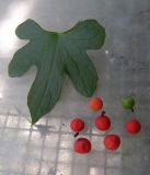 Изображение особи