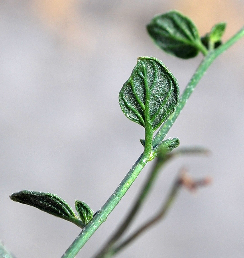 Изображение особи Heliotropium dasycarpum.