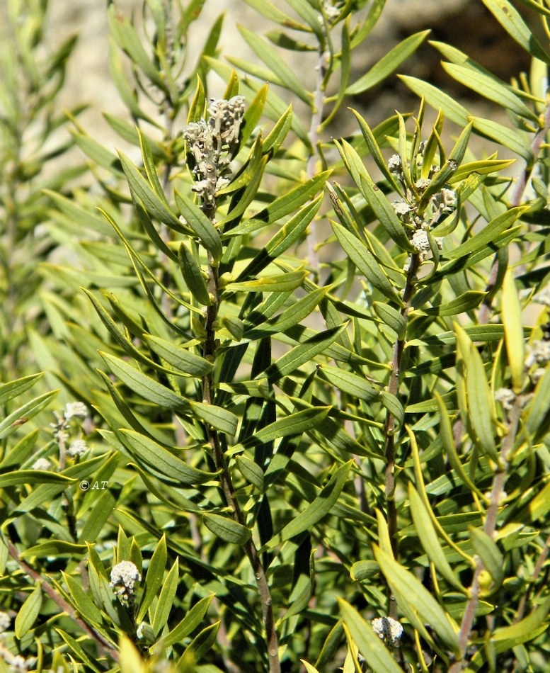 Image of Daphne gnidium specimen.