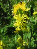 Solidago virgaurea. Общее соцветие. Республика Алтай, Усть-Коксинский р-н, природный парк \"Белуха\", Долина Семи Озер, выс. 2500 м н.у.м. 07.08.2016.