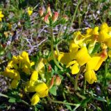 Lotus corniculatus. Побеги с соцветиями. Мурманская обл., окр. г. Кировск, песчаный карьер. 30.07.2008.