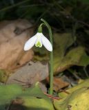 Galanthus peshmenii