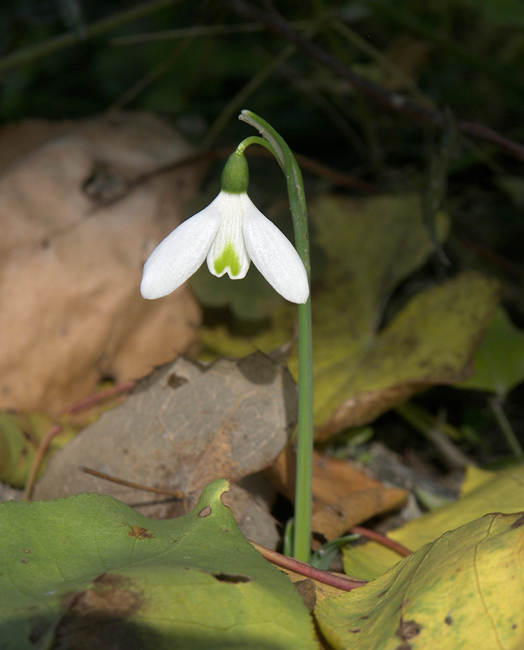 Image of Galanthus peshmenii specimen.