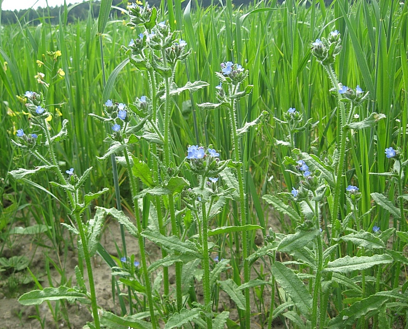 Изображение особи Lycopsis arvensis.