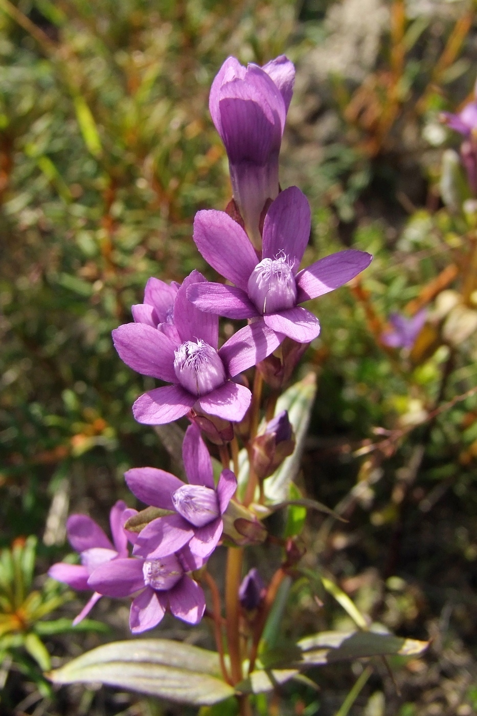 Изображение особи Gentianella auriculata.