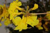 Handroanthus chrysanthus. Соцветие с бутоном и цветками. Израиль, Шарон, г. Герцлия, в культуре. 12.03.2017.