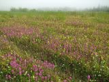Pedicularis spicata