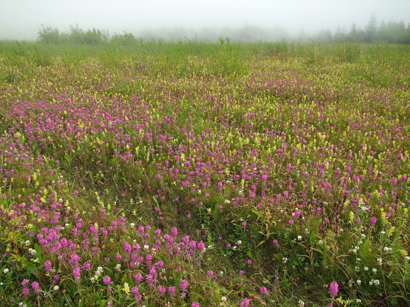 Изображение особи Pedicularis spicata.