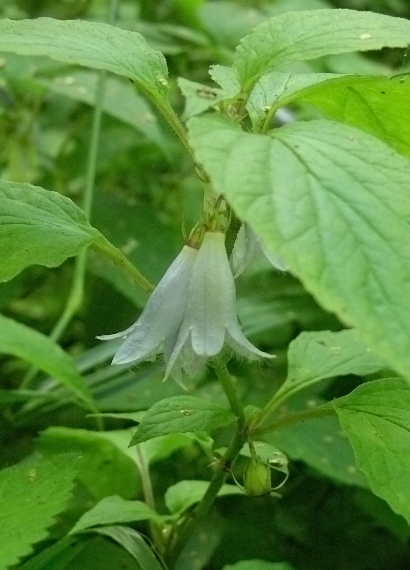 Изображение особи Campanula repens.