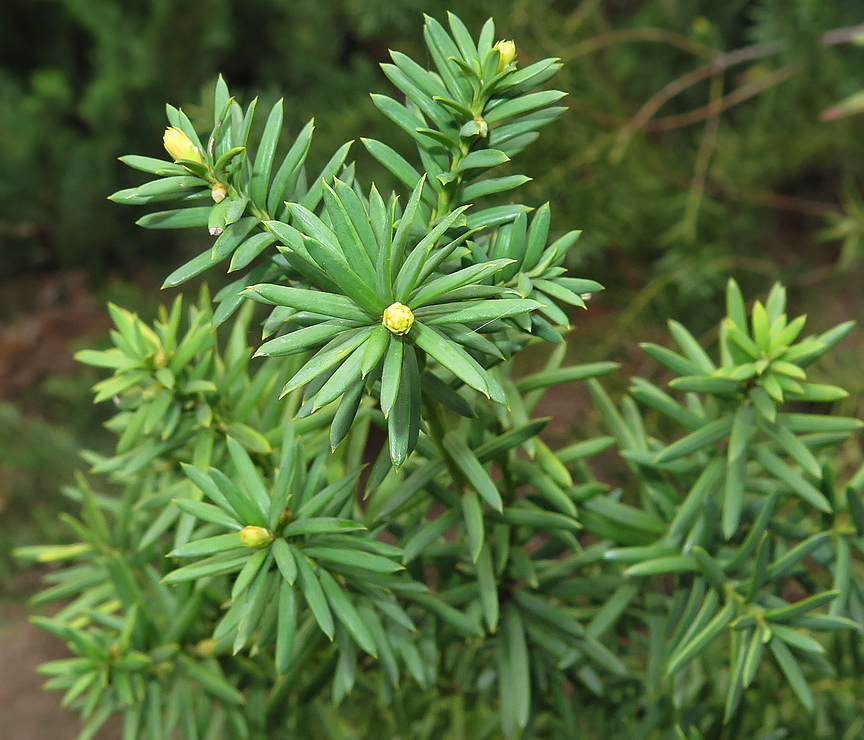 Image of Taxus &times; media specimen.