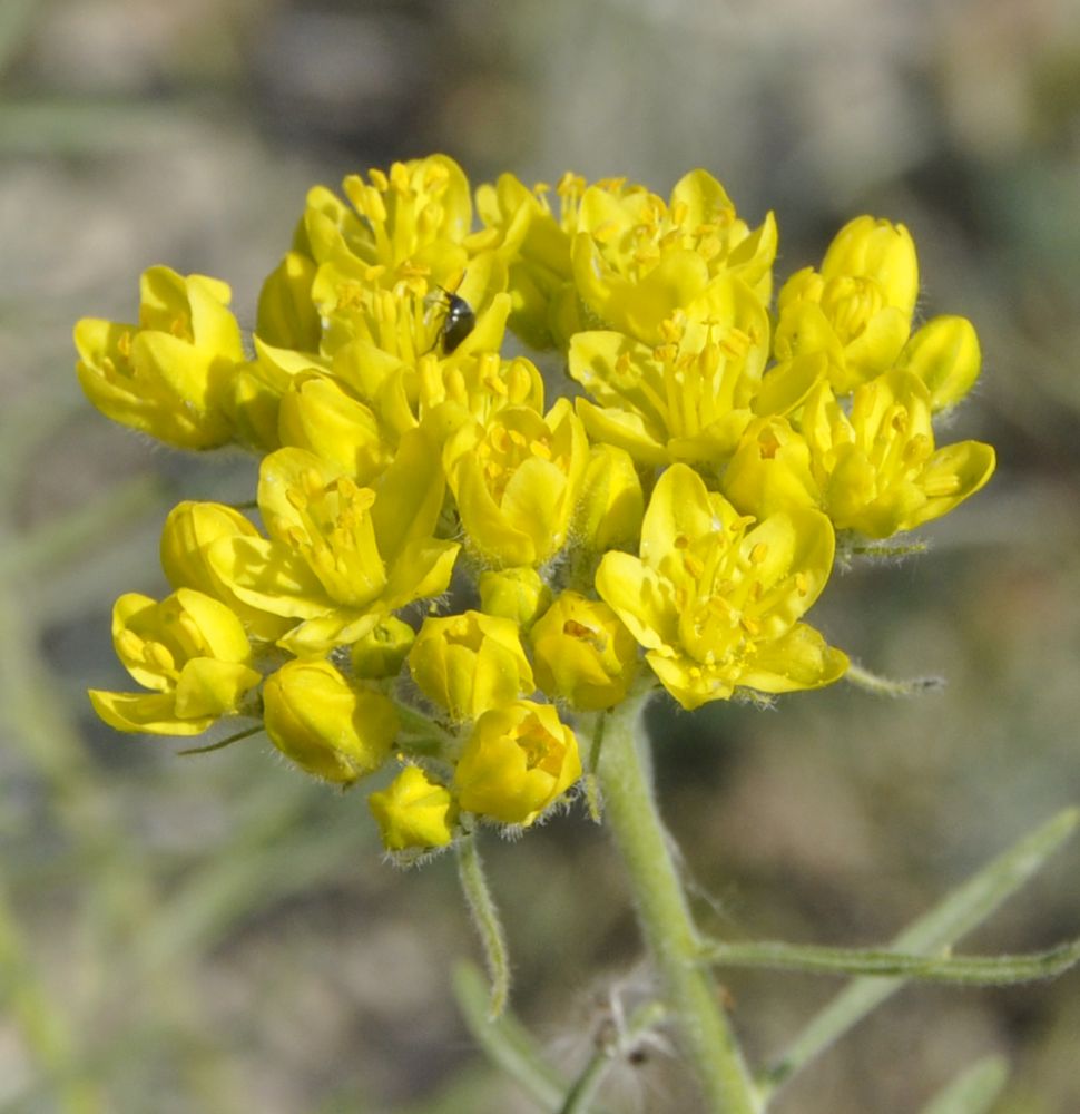 Image of Haplophyllum coronatum specimen.