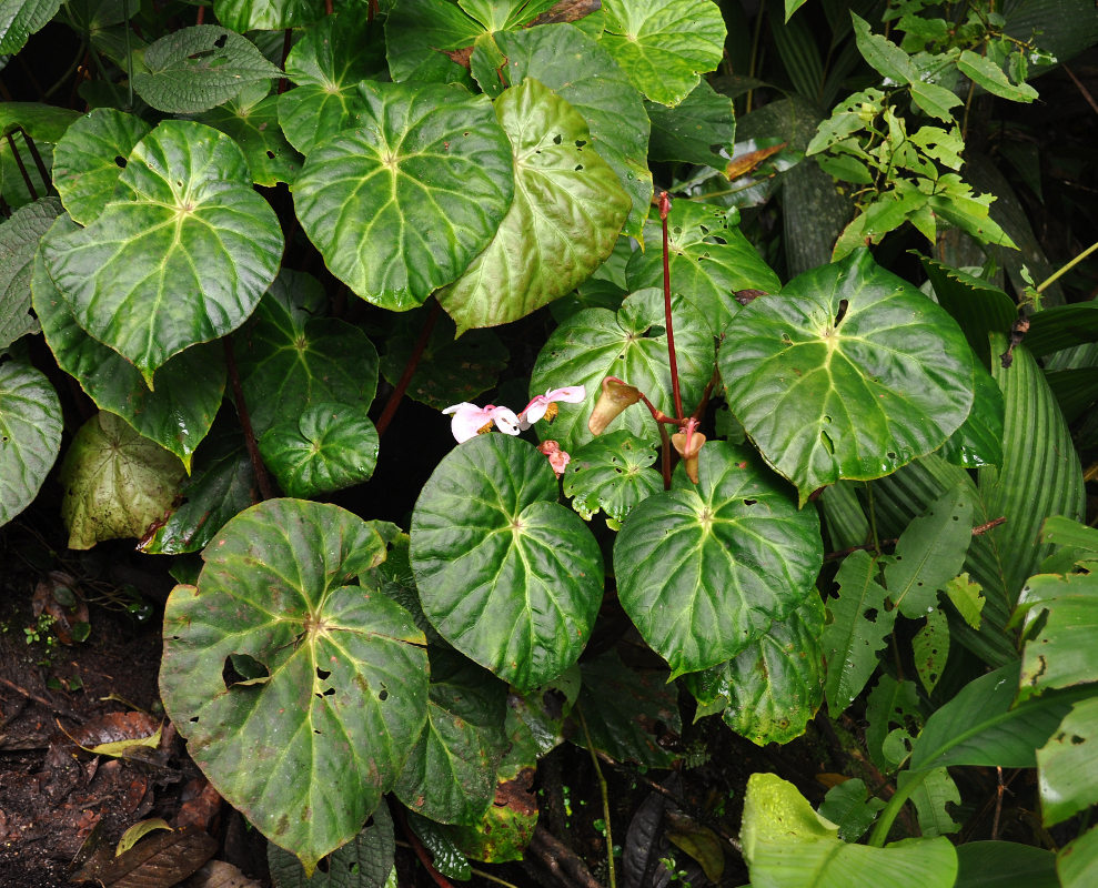 Изображение особи Begonia venusta.