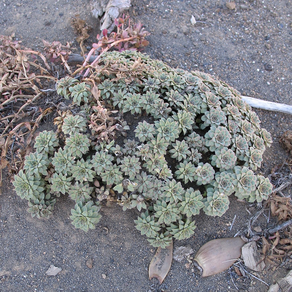 Image of Viola cotyledon specimen.