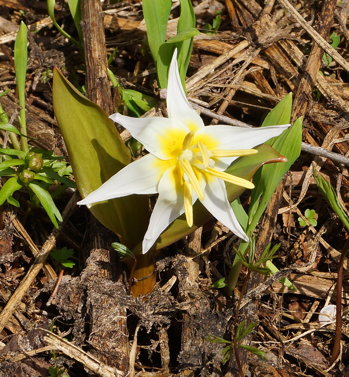 Изображение особи Erythronium krylovii.